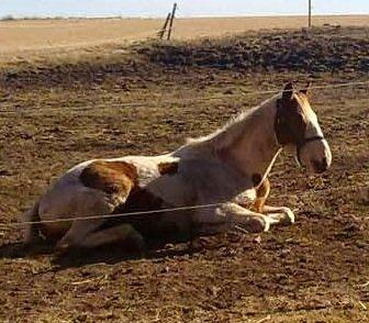 Pinto Aston A Kila billede 6