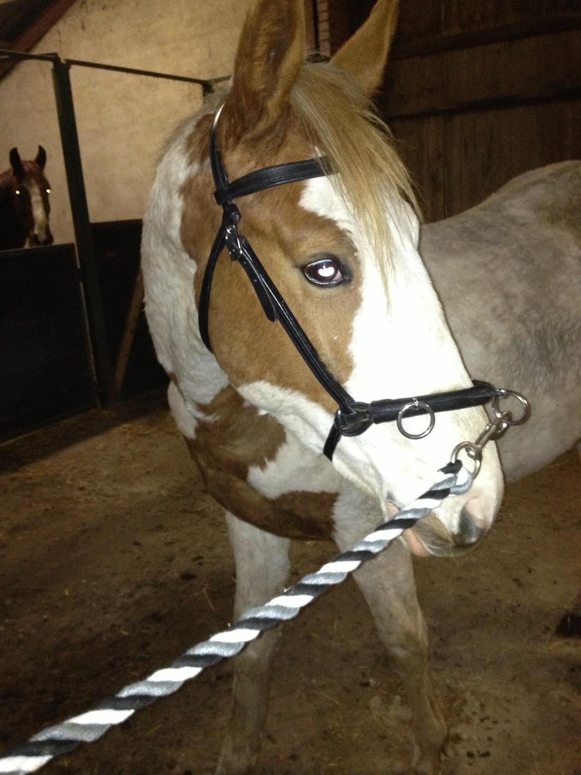 Pinto Aston A Kila billede 7