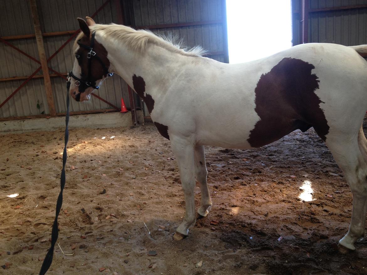 Pinto Aston A Kila billede 8