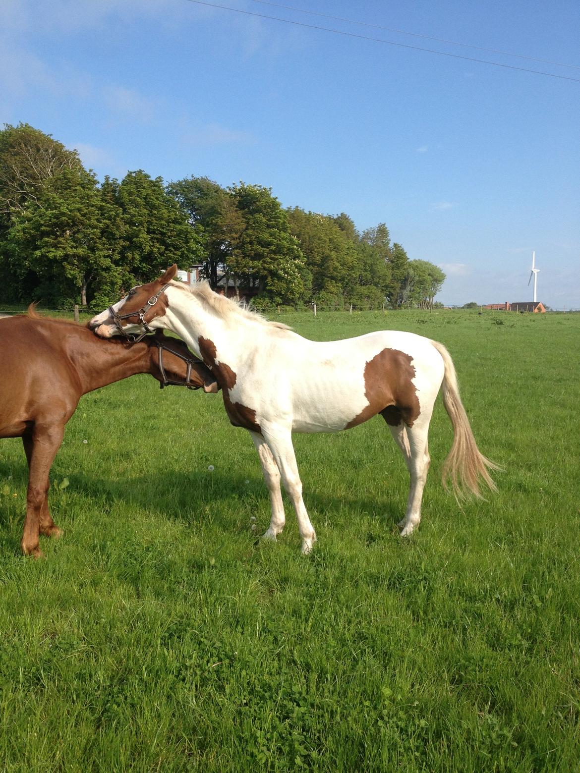 Pinto Aston A Kila billede 9