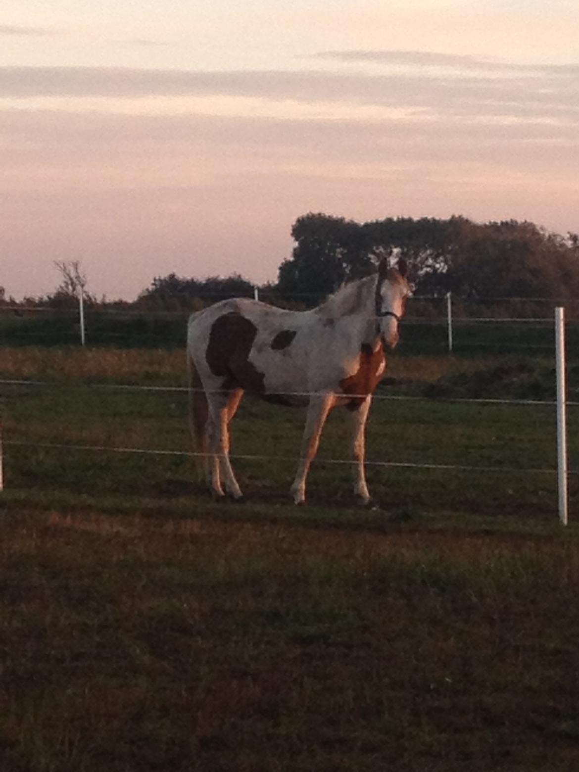 Pinto Aston A Kila billede 10