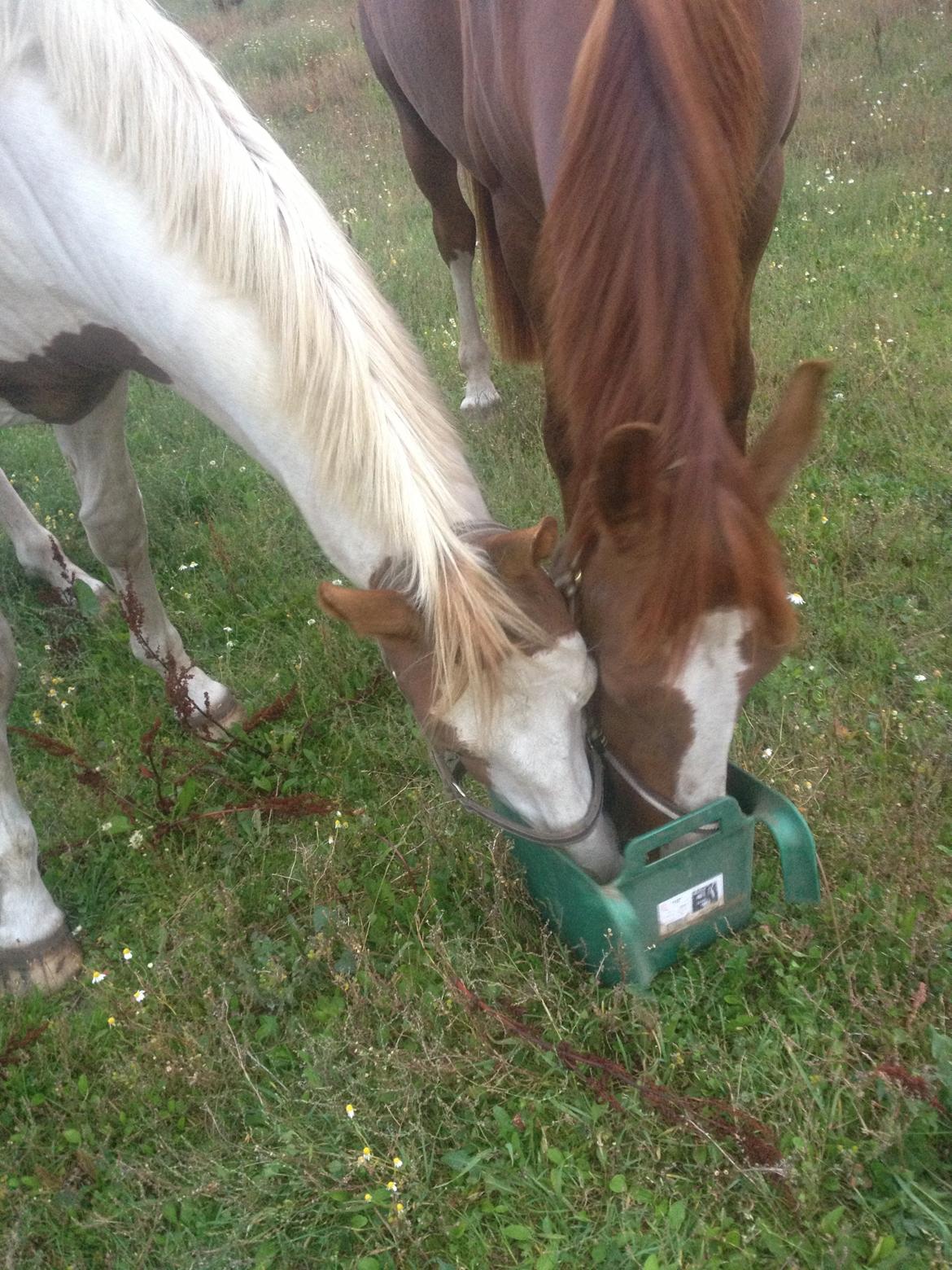 Pinto Aston A Kila billede 11