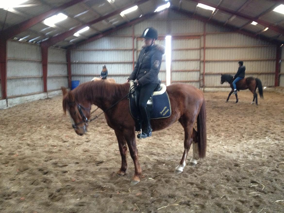 Anden særlig race Erika billede 21