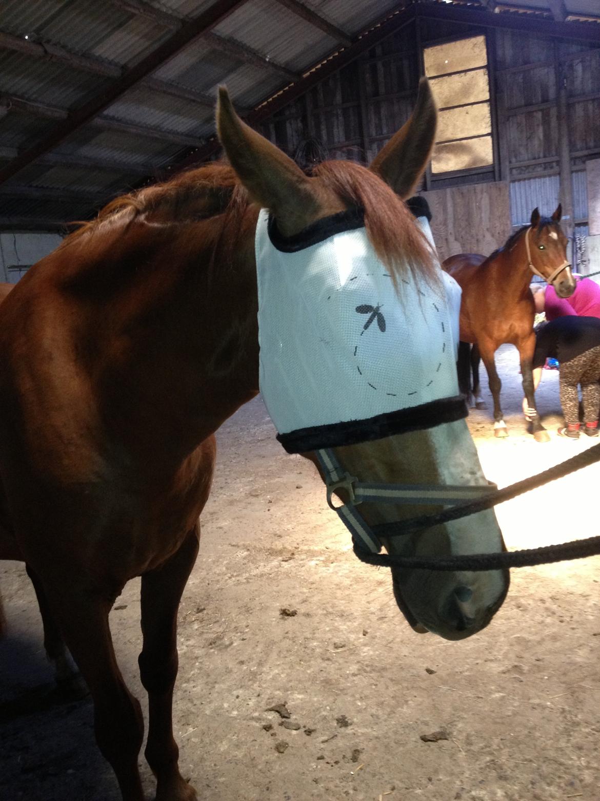 Anden særlig race Erika billede 23