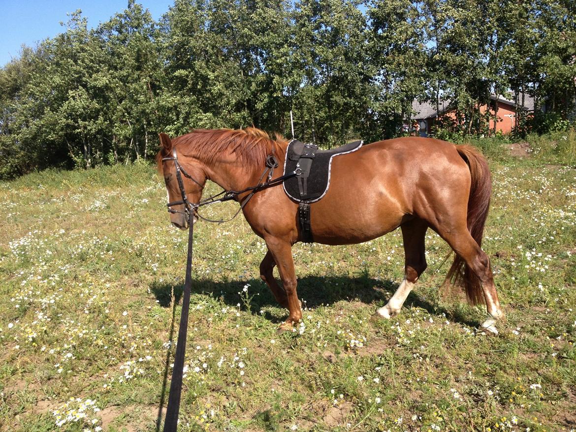 Anden særlig race Erika billede 24