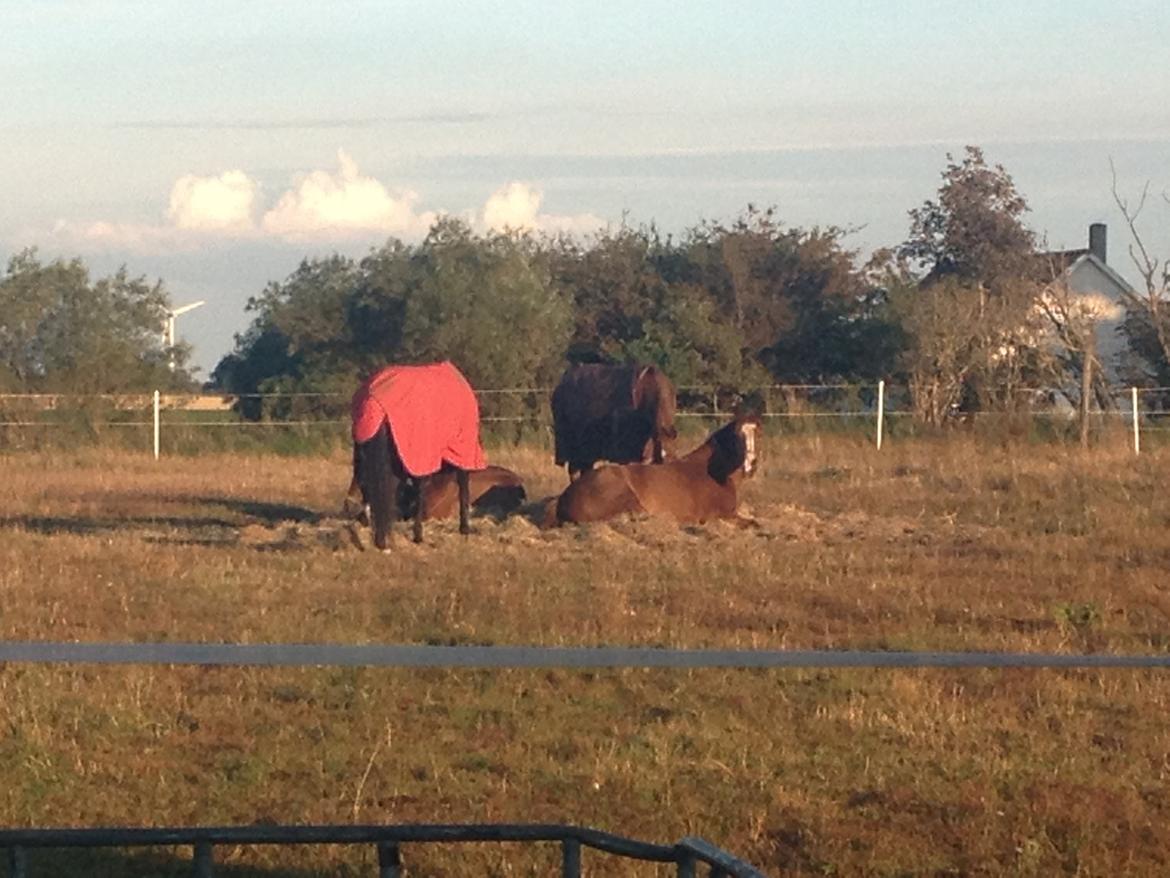 Anden særlig race Erika billede 25