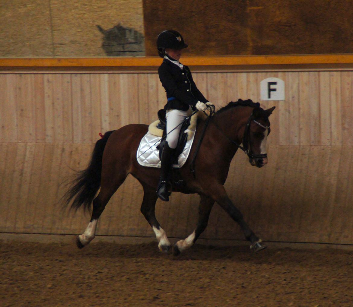 Welsh Mountain (sec A) Springbourne Huckleberry A-PONY (SOLGT) billede 20