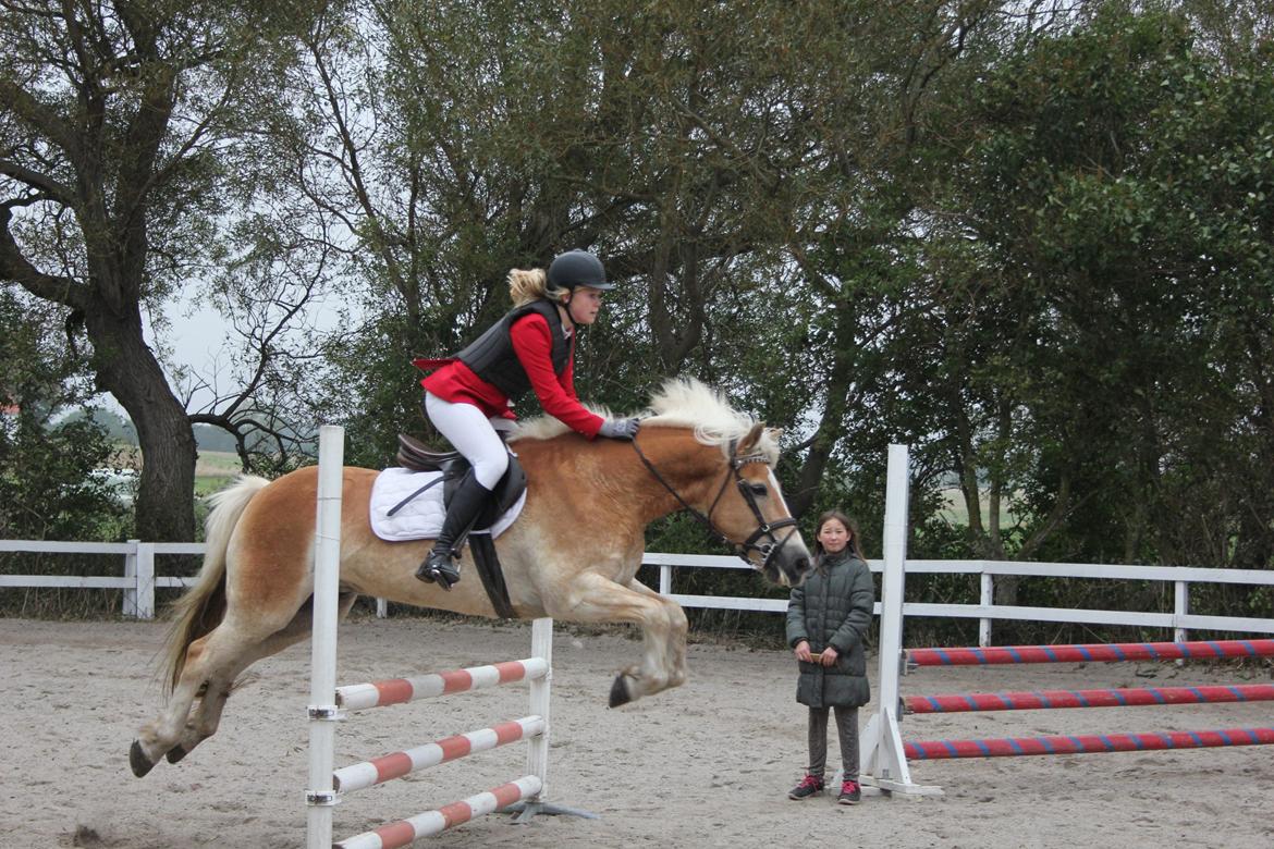 Haflinger Nich Kastanjegård billede 20