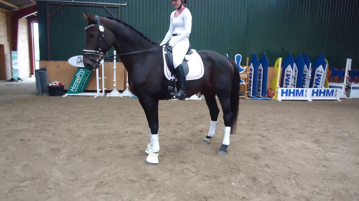 Holstener Columbus B - Første dressurstævne! For dælen han var sej! <3 billede 13