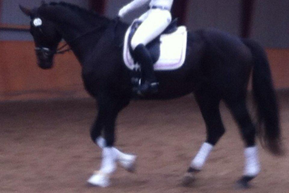 Holstener Columbus B - Han er da ved at lære at gå lidt dressur <3  billede 14