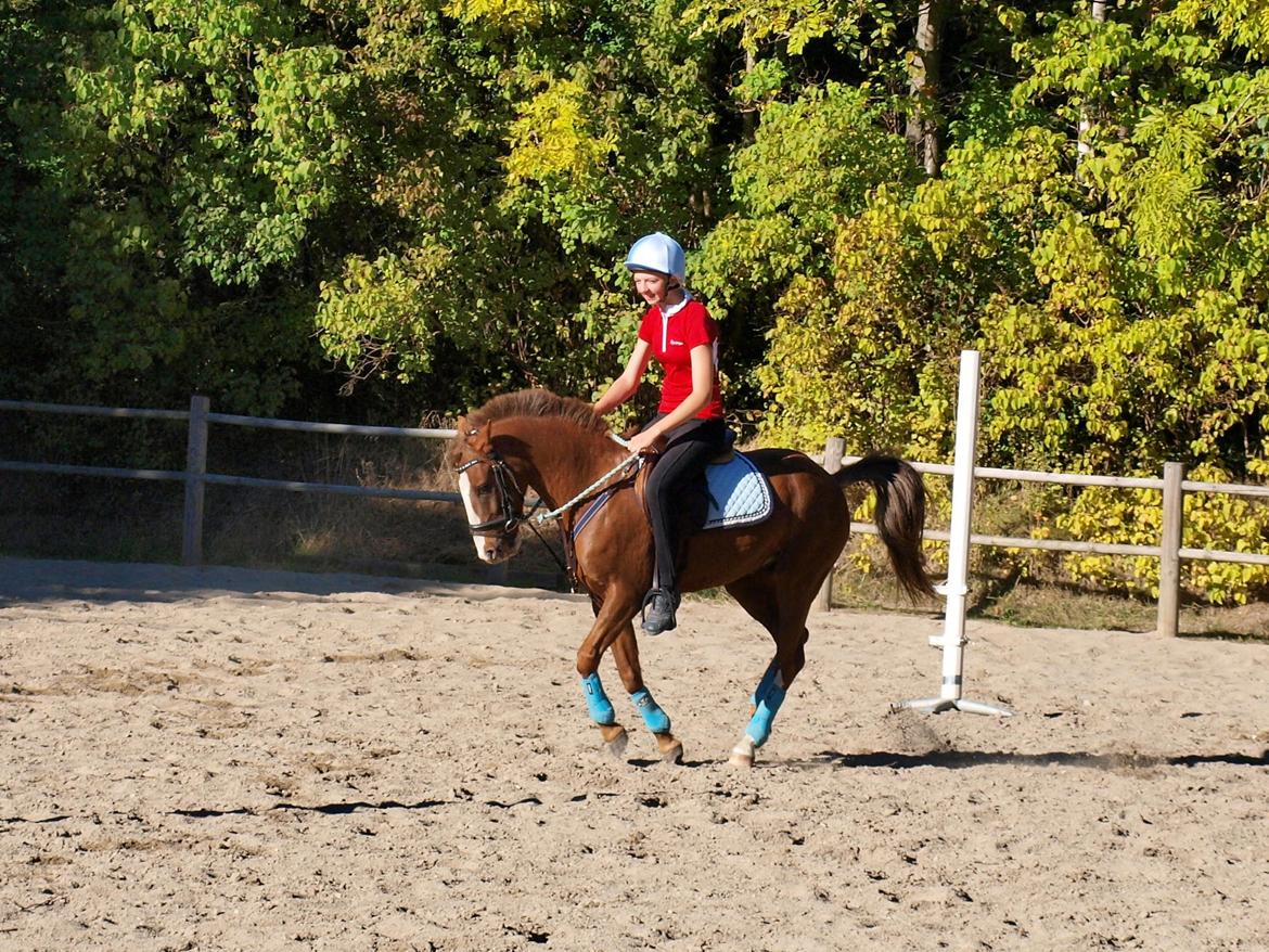 Tysk Sportspony Ghost/Lillemand - Savner min skat..[Tidl. Part] - Sometimes, it's not only the bad memories that makes us sad. But also the happy ones which we know will never happen again..! billede 13