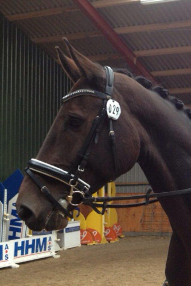 Holstener Columbus B - Hej og velkommen til min profil! Jeg hedder Columbus :) billede 1