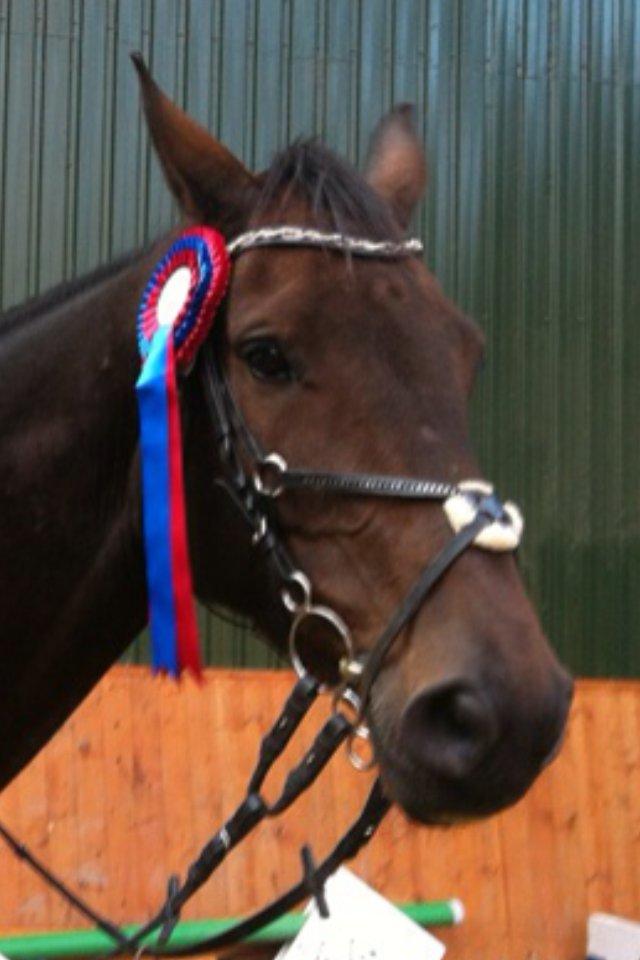 Holstener Columbus B - Bebbens første roset <3 billede 15