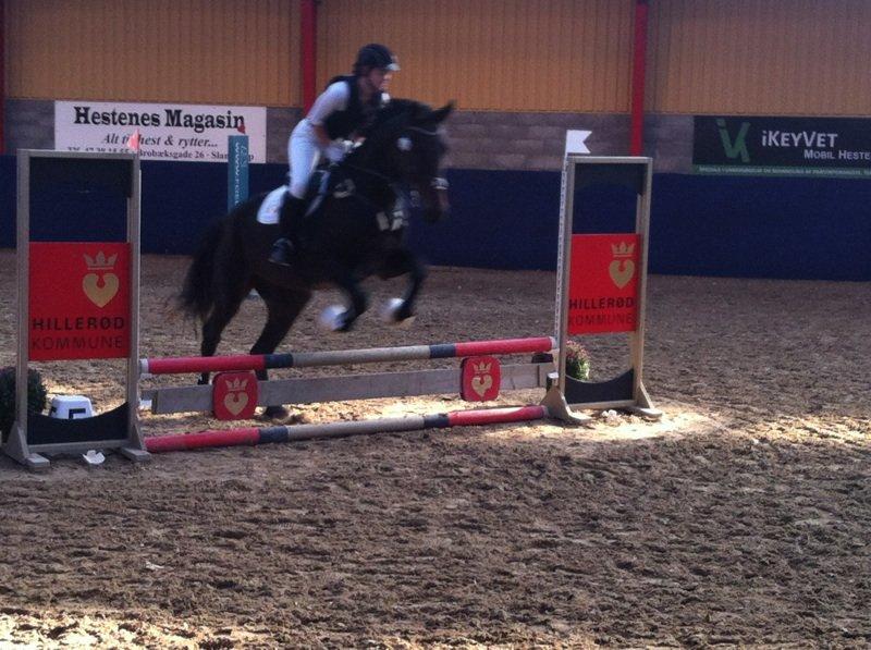 Holstener Columbus B - Første springstævne - det skal han da nok lære! billede 16