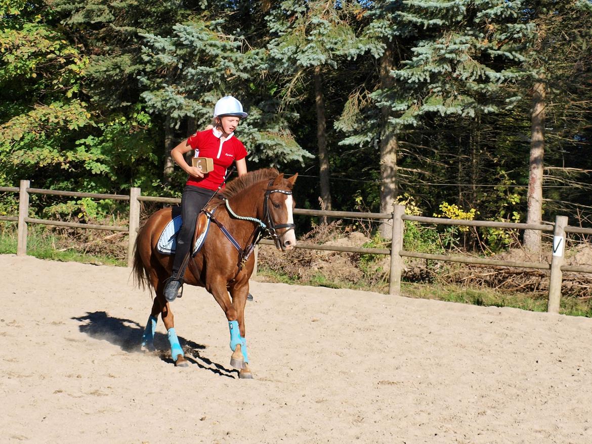 Tysk Sportspony Ghost/Lillemand - Savner min skat..[Tidl. Part] - You can love someone so much... But you can never love someone as much as you can miss them..  billede 17