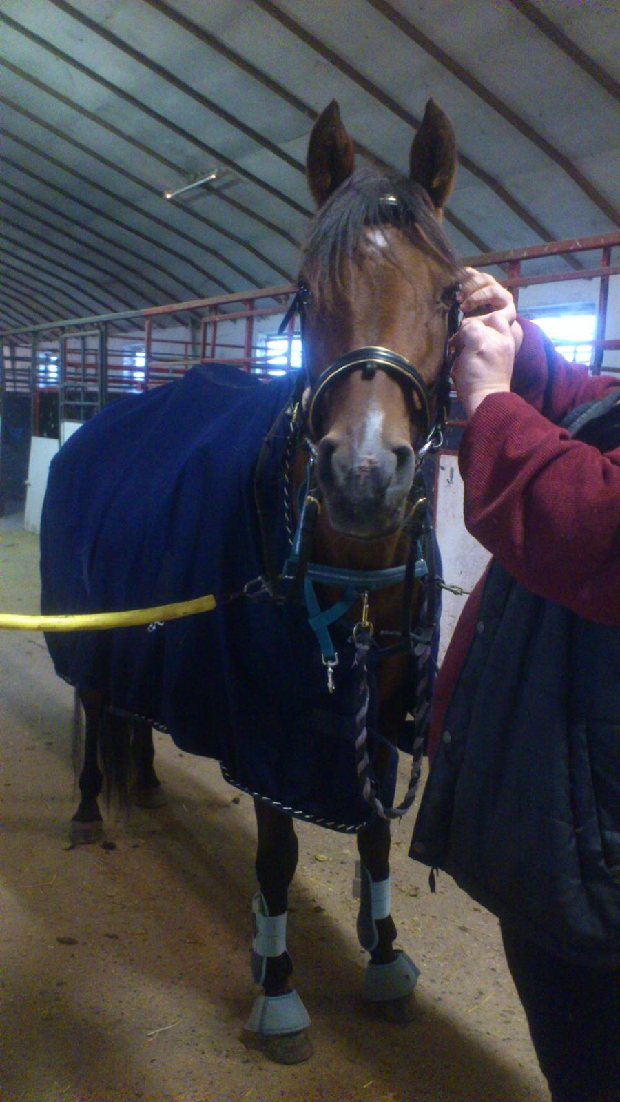 Hollandsk Sportspony Sherry [Tidl. Lånepony] billede 13