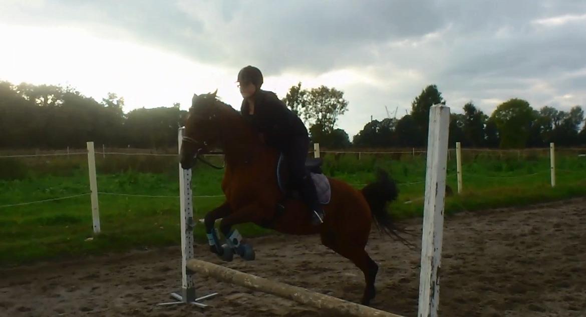 Hollandsk Sportspony Sherry [Tidl. Lånepony] - Min pony kan springe :D  billede 14