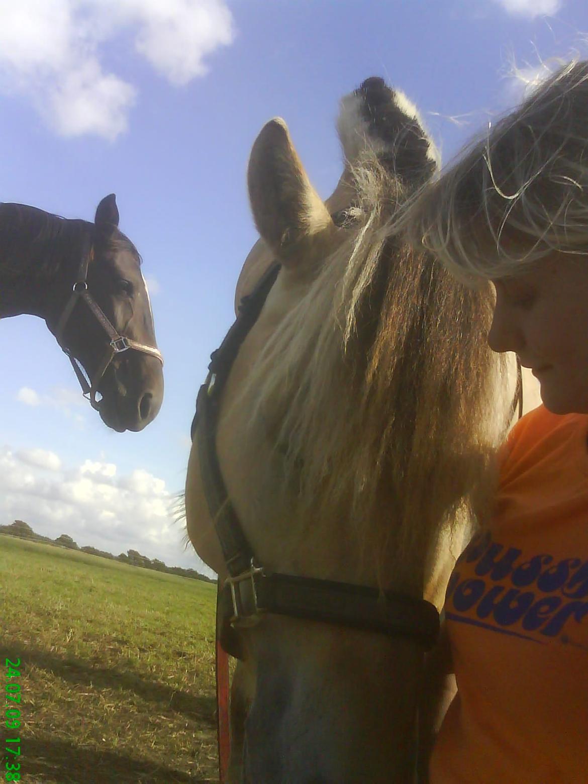 Fjordhest Silas *Solgt* billede 22