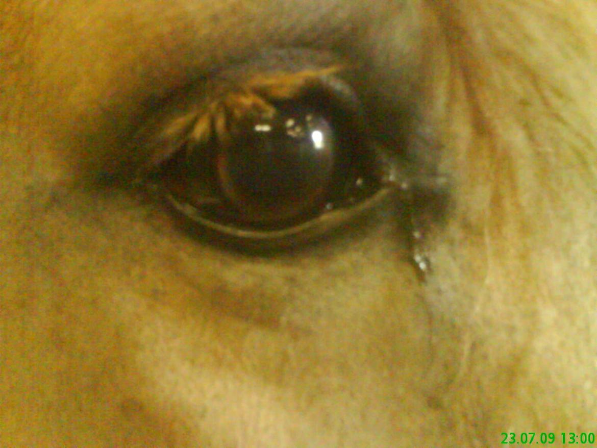 Fjordhest Silas *Solgt* billede 23