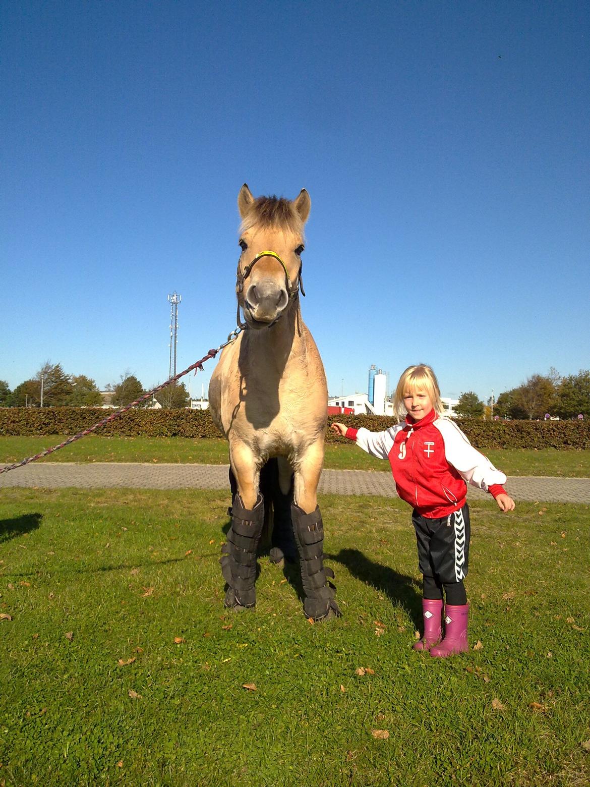 Fjordhest Silas *Solgt* billede 26