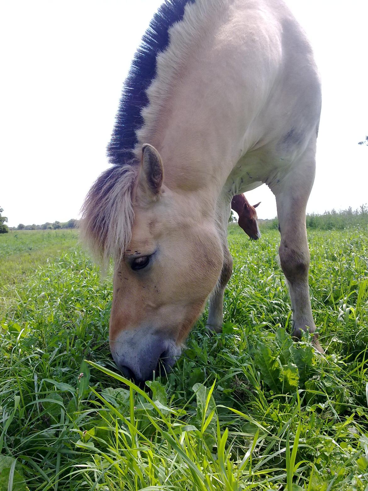 Fjordhest Silas *Solgt* billede 27