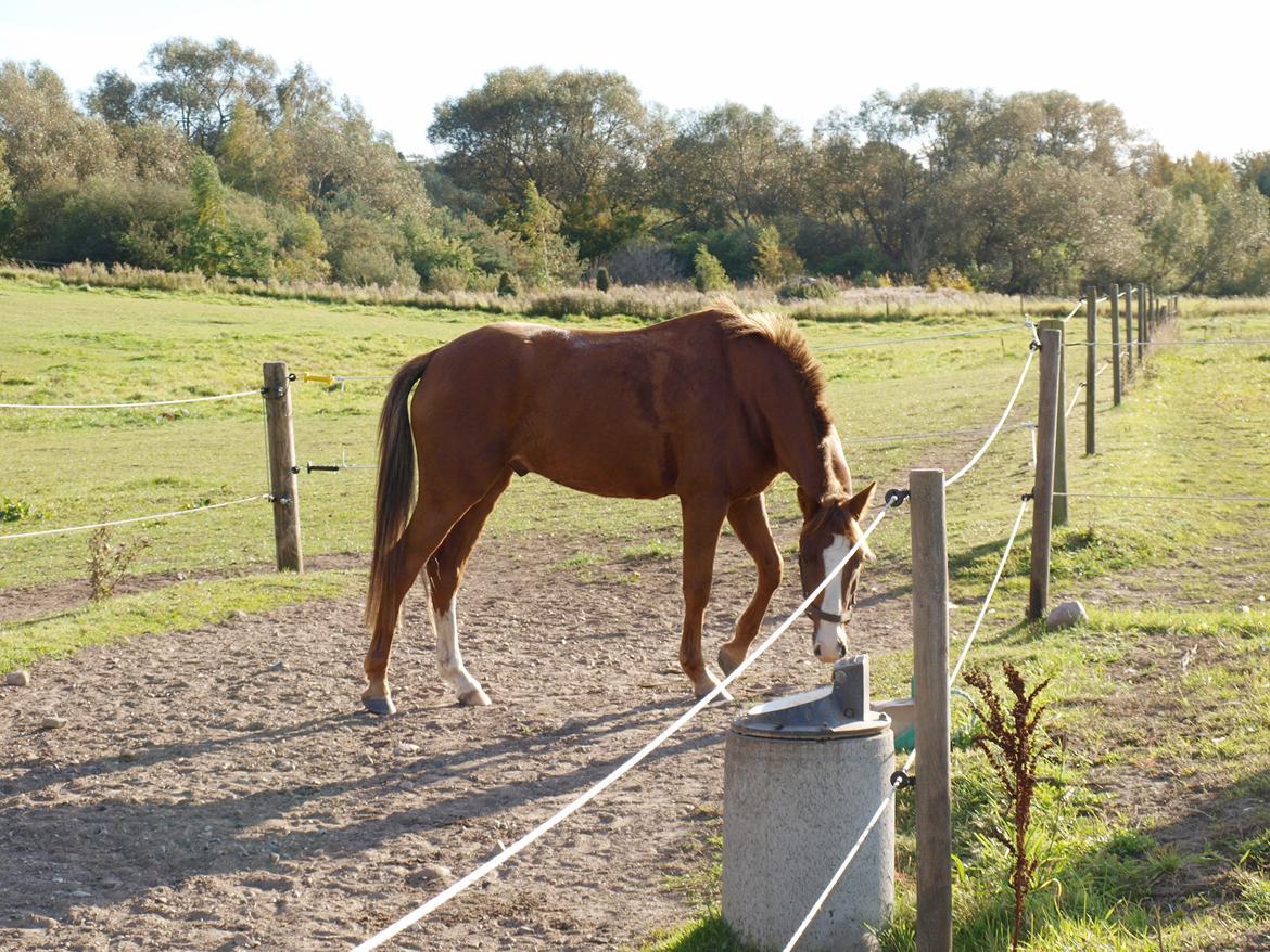 Tysk Sportspony Ghost/Lillemand - Savner min skat..[Tidl. Part] - It's hard to forget someone who gave you so much to remeber.. billede 15