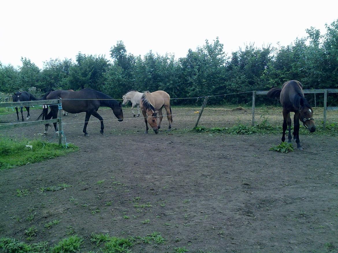 Fjordhest Silas *Solgt* billede 31