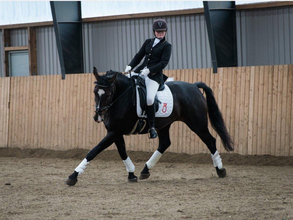 Oldenborg "Korsløkkens" Markus - Davinde Rideklub billede 20