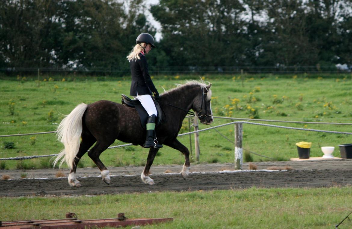 Islænder Bláfeldur frá Oddhóli billede 4