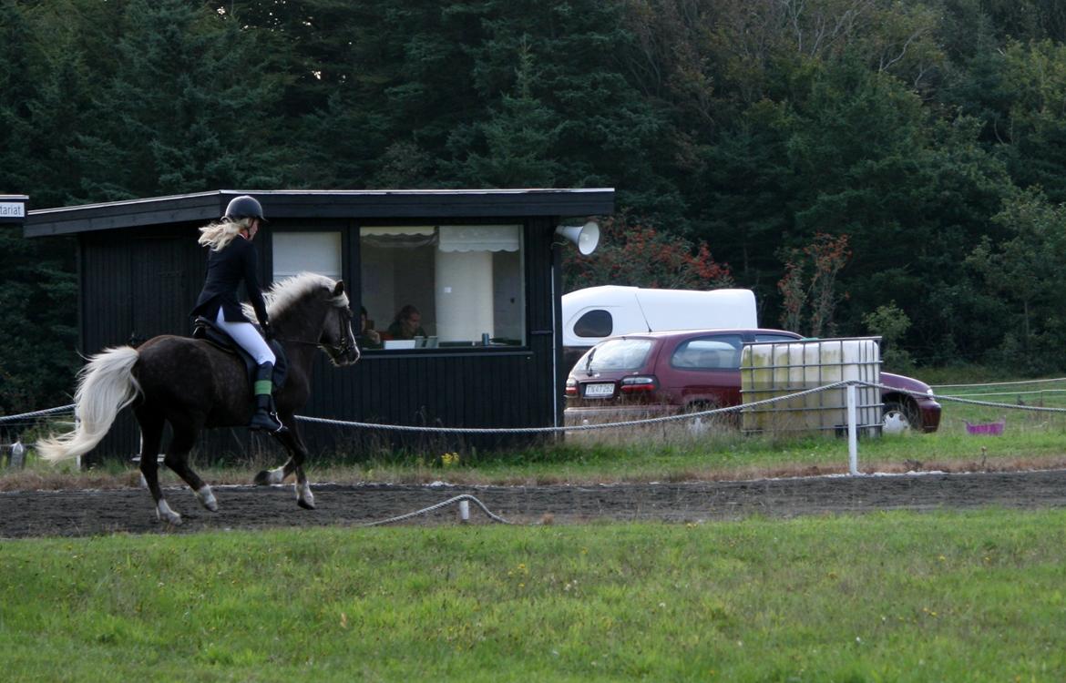 Islænder Bláfeldur frá Oddhóli billede 12