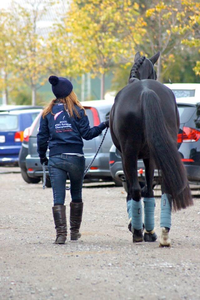 Hannoveraner Didoo von Hestebjerggaard billede 9