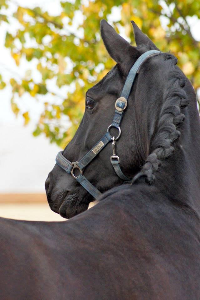 Hannoveraner Didoo von Hestebjerggaard billede 1