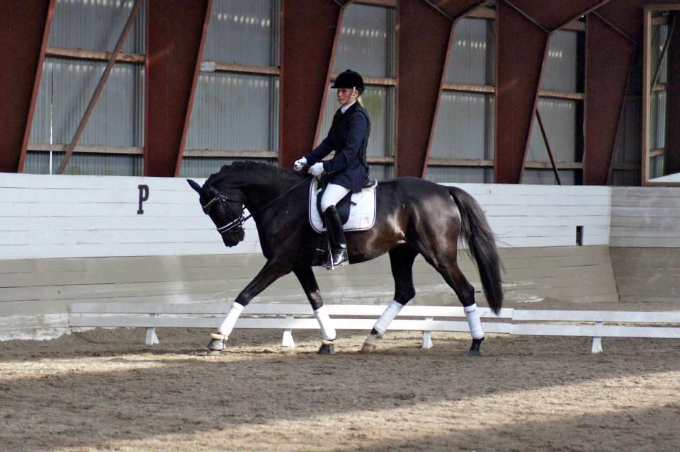 Hannoveraner Didoo von Hestebjerggaard - Doollen på KRK d. 5. okt. '13. billede 18