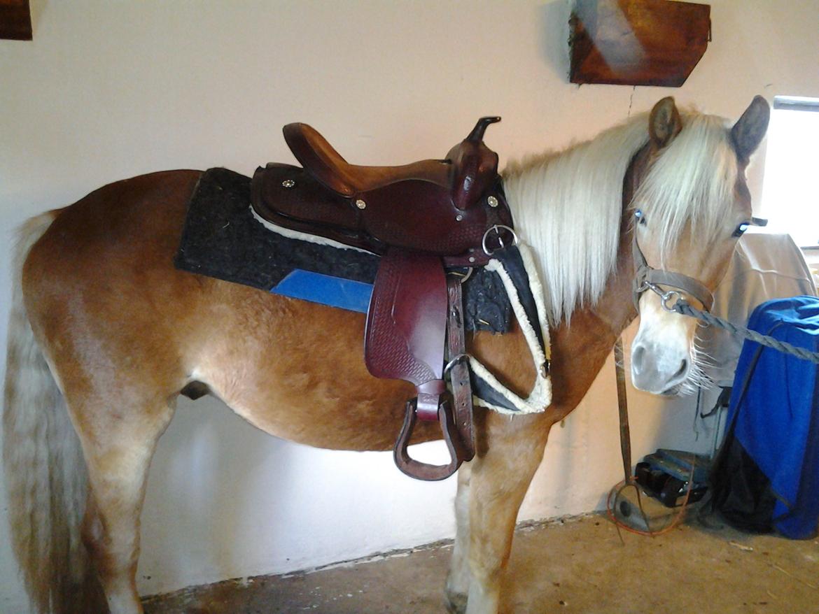 Haflinger alf lindegaard billede 28