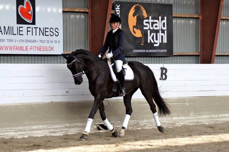Hannoveraner Didoo von Hestebjerggaard - Doollen på KRK d. 5. okt. '13. billede 19