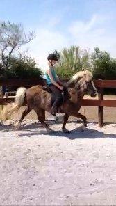 Islænder Bláfeldur frá Oddhóli - Taget fra et videoklip til undervisning :D billede 7