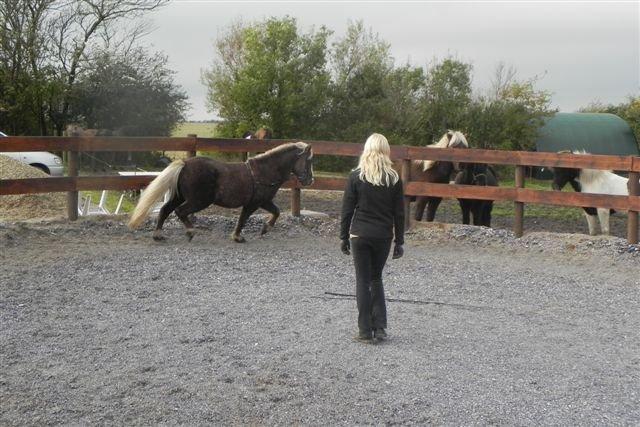 Islænder Bláfeldur frá Oddhóli - Arbejde fra jorden.  billede 15