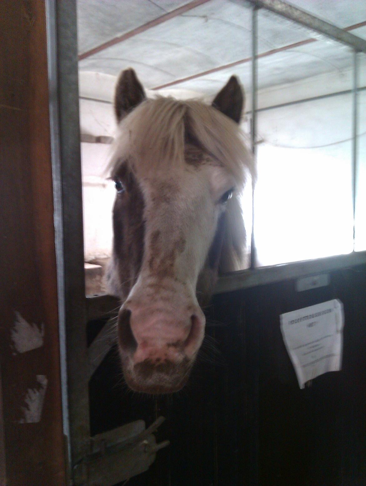 Islænder Bláfeldur frá Oddhóli - Mad glade gris :) billede 13