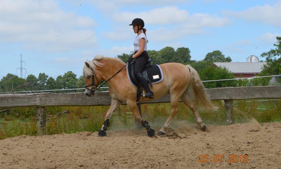 Anden særlig race Safran - Sidsel som har part på ham. billede 19