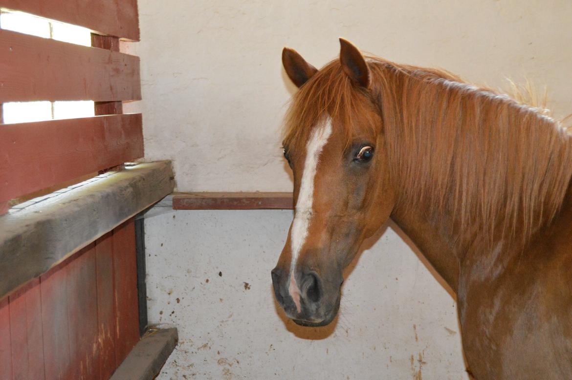 Anden særlig race Virginia billede 2