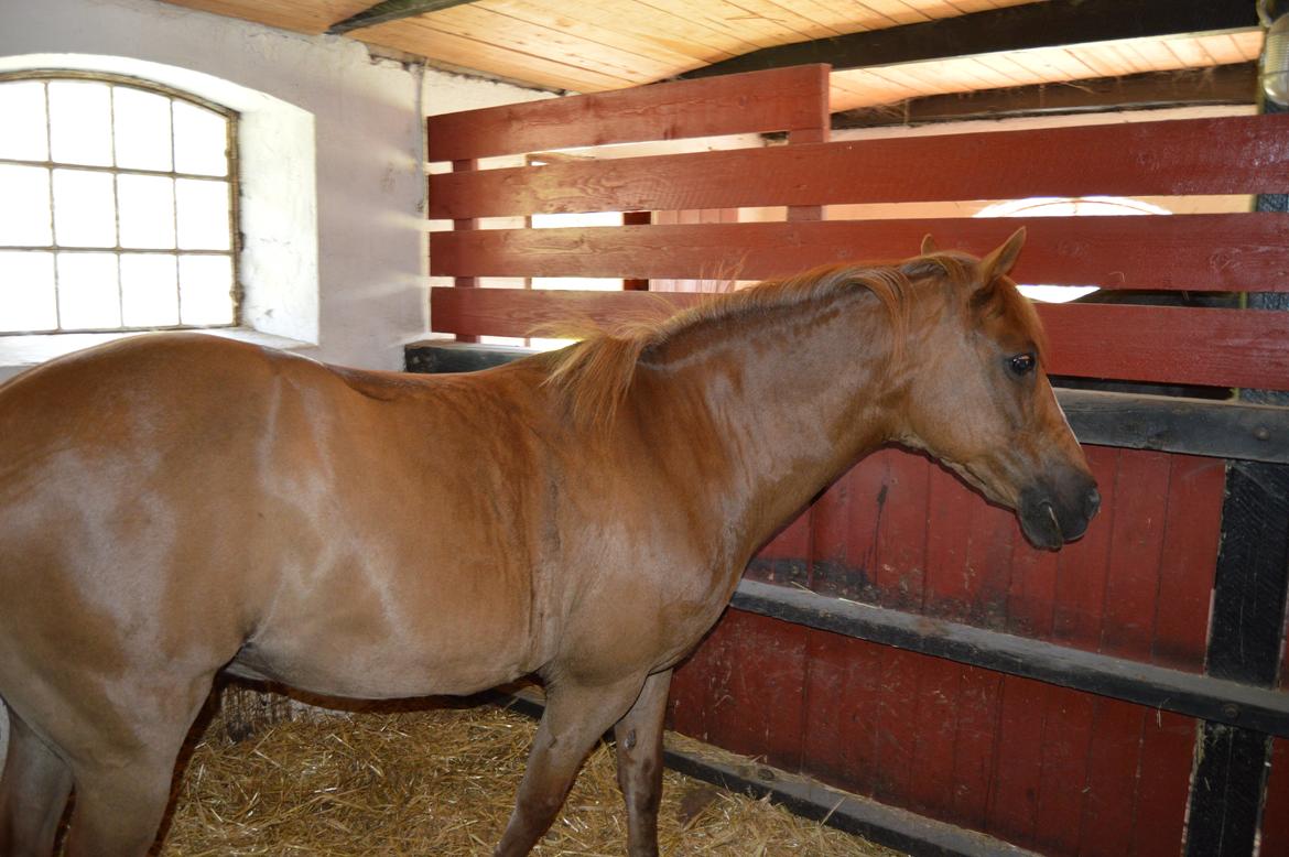 Anden særlig race Virginia billede 3
