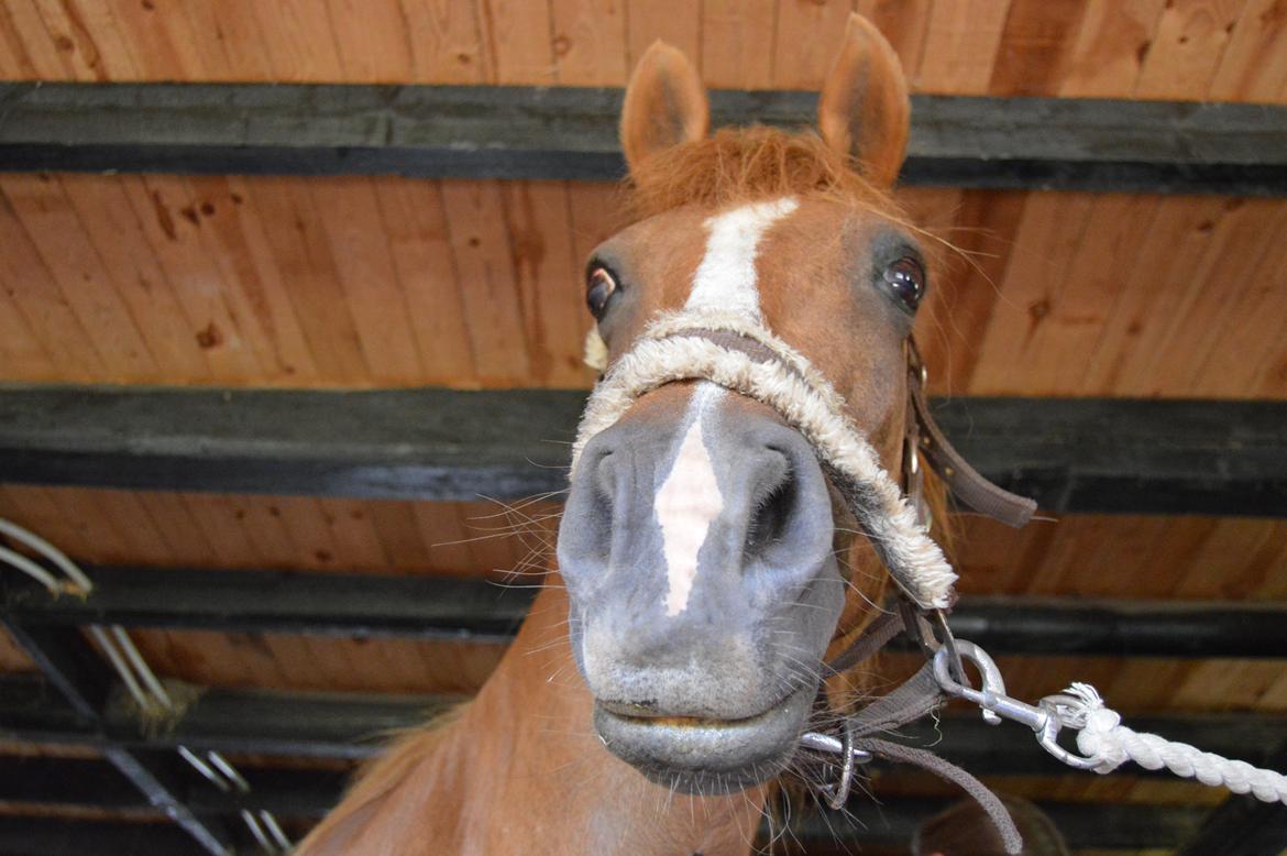 Anden særlig race Virginia billede 1