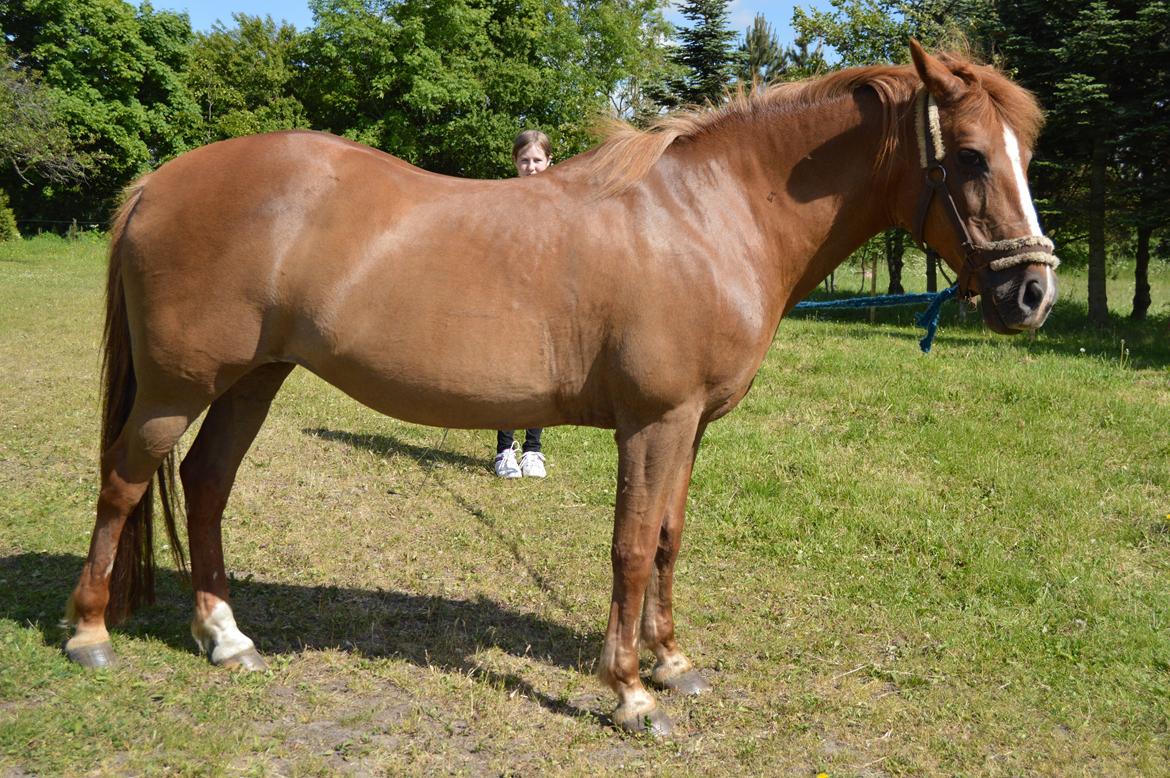 Anden særlig race Virginia billede 4