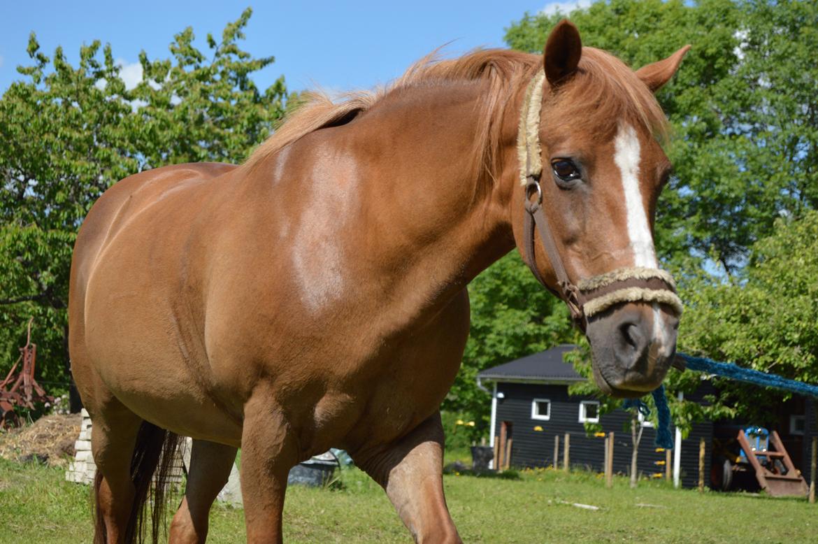 Anden særlig race Virginia billede 5