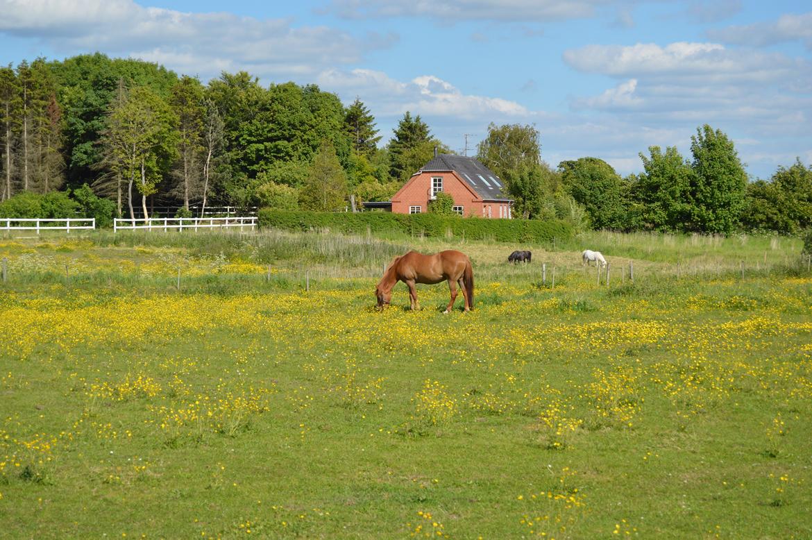 Anden særlig race Virginia billede 6