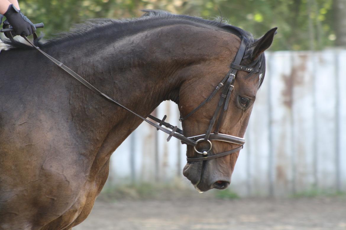 Dansk Varmblod Risvangs Ducati - Da han havde været ved mig en uge billede 10