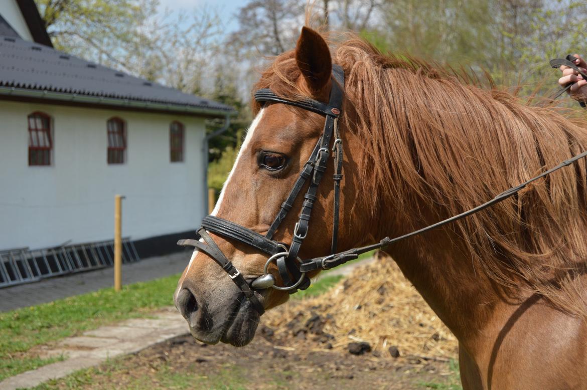 Anden særlig race Virginia billede 7
