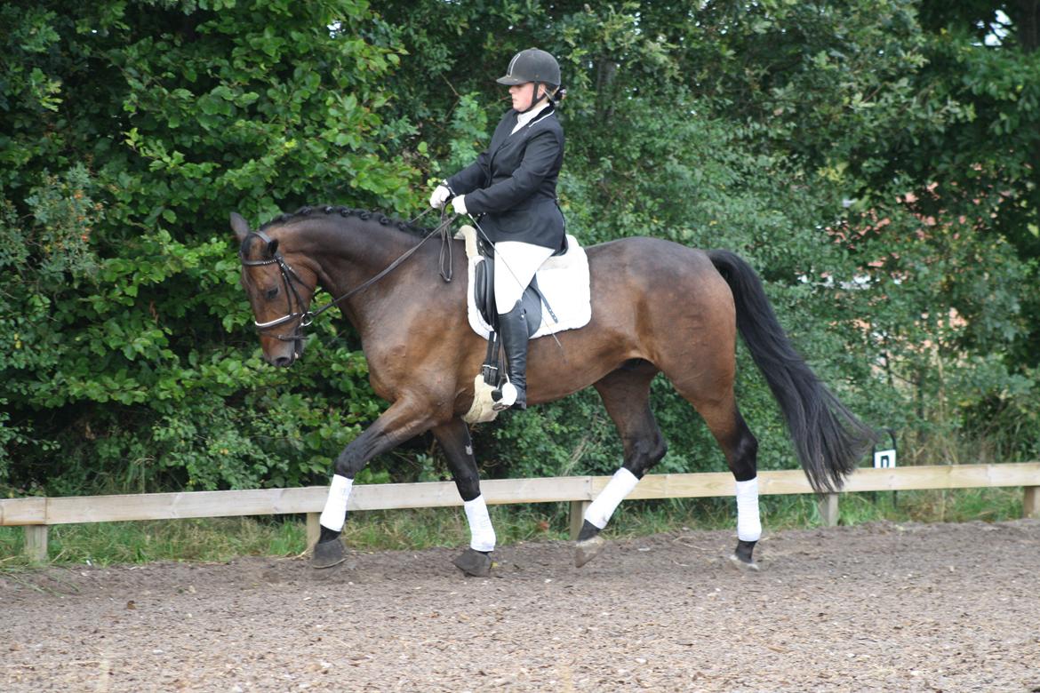 Dansk Varmblod Risvangs Ducati - Duksens første stævne - efter 14 dages samarbejde billede 14