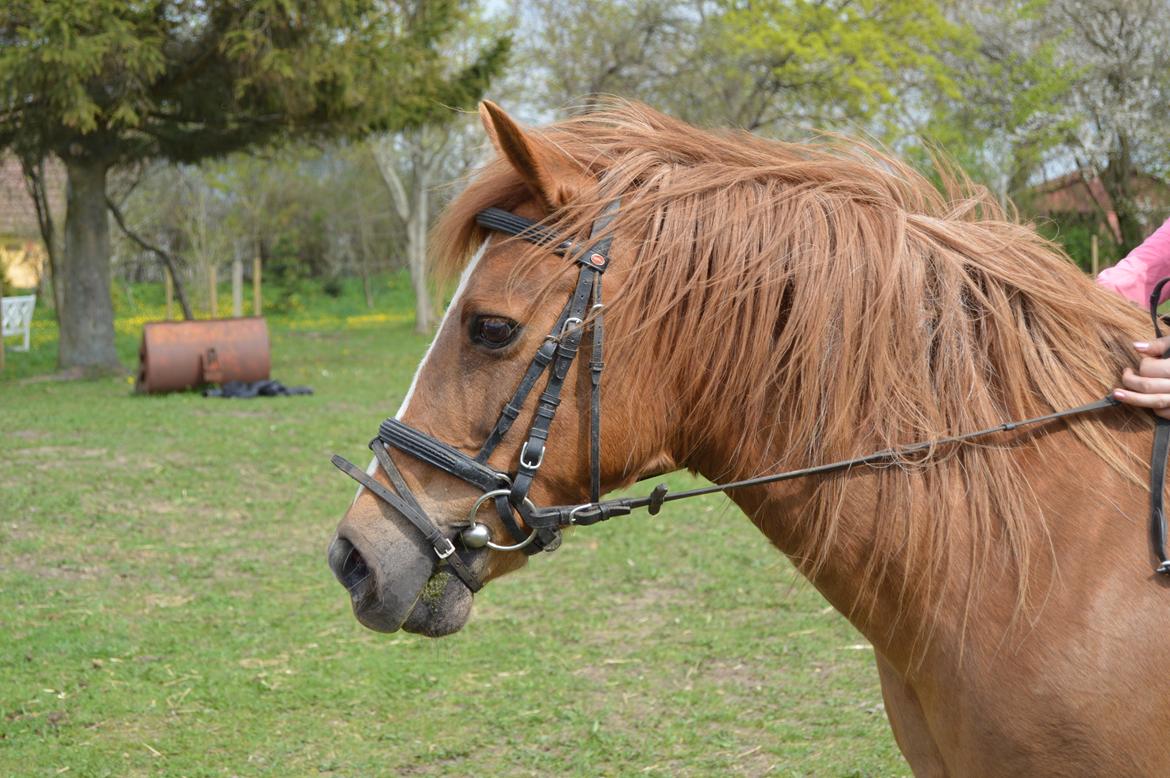 Anden særlig race Virginia billede 8