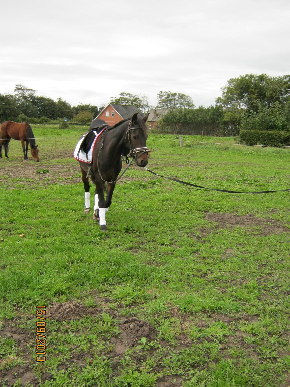 Anden særlig race Roshøjs Falcon billede 17
